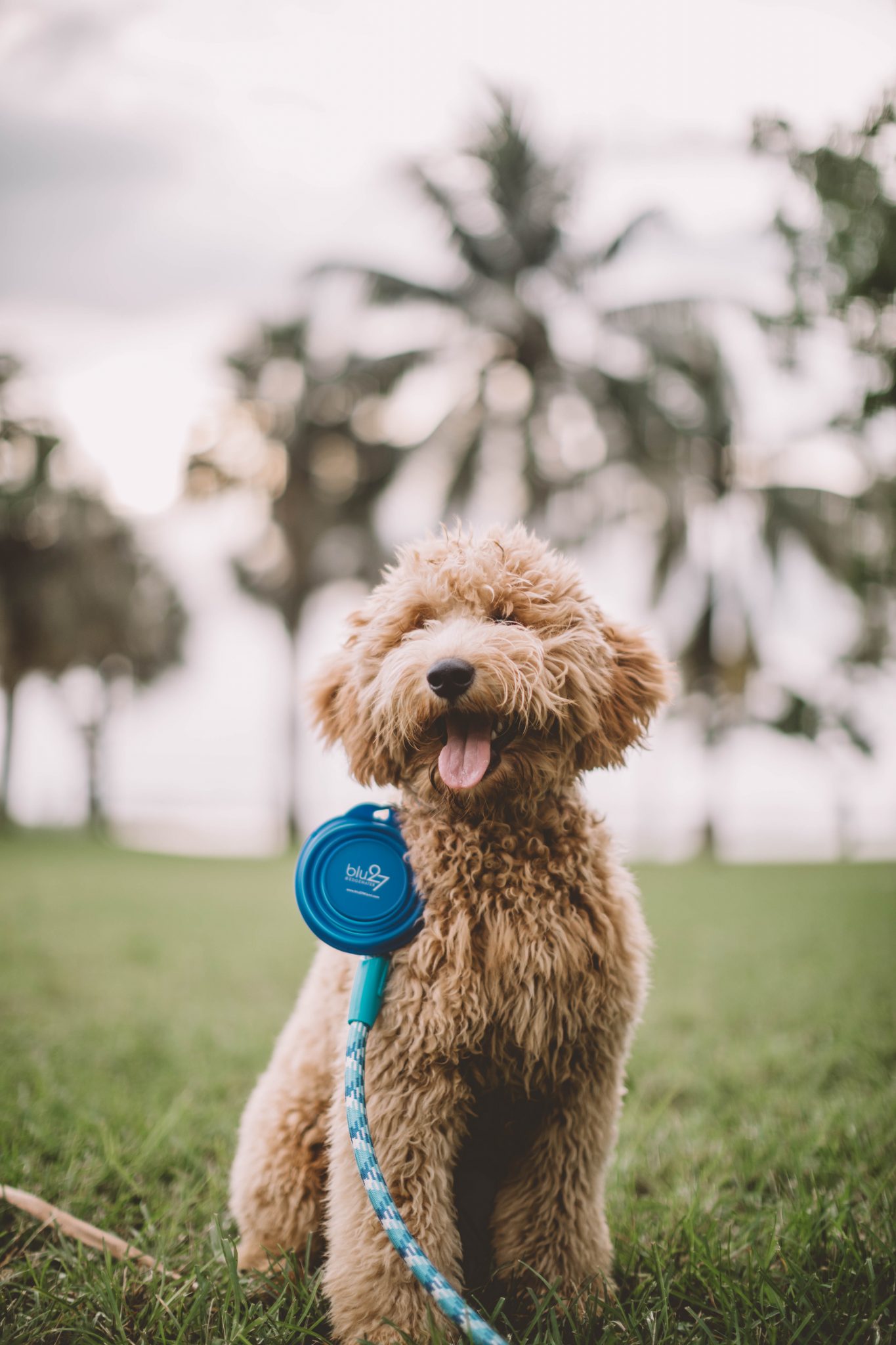 Top 6 Dog Parks in the Miami Area
